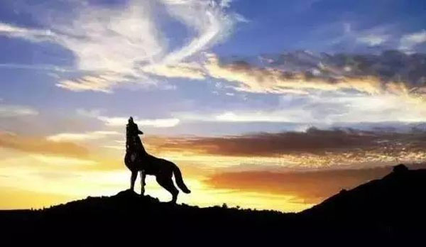 创业,一个从家狗变成狼的过程 创业,一个从家狗变成狼的过程